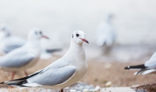 鸽子孵蛋期间要注意什么（鸽子孵蛋注意事项）