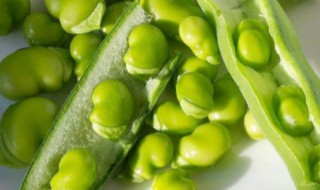 嫩蚕豆如何保存 嫩蚕豆如何保存方法