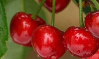 樱桃可以寄快递吗（樱桃可以寄快递吗樱桃摘回来放了一天还能快递吗?）