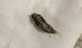 家里小黑虫怎么来的 家里面的小黑虫子是哪来的