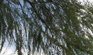 为什么会有大风 为什么会有大风天气