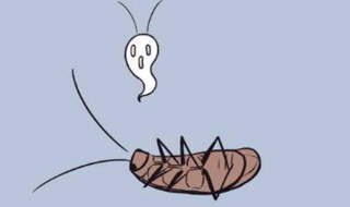 宿舍床上有蟑螂怎么办 宿舍床板上有蟑螂怎么办