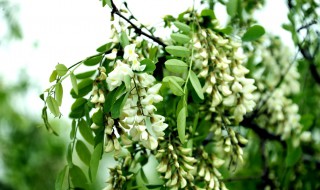 梦见槐花开满树是什么意思 梦见槐花开满树是什么意思梦见自己想捡拉圾