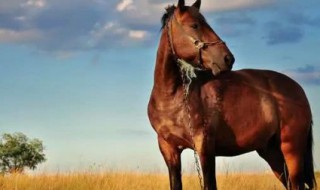 属马什么颜色最吉利（属马什么颜色最吉利2022）