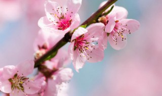 家里种桃树吉利吗（家里种桃树吉利吗 桃树风水分析）