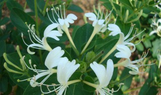 家里栽金银花不吉利（家里栽金银花不吉利吗）
