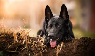 养黑狗吉利吗（养黑狗不吉利吗）