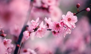 家里养梅风水不吉利（家里养梅风水不吉利 真假）