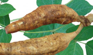 葛根粉防虫方法（葛根粉防虫方法有哪些）