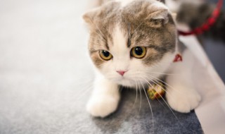 家里进猫代表什么预兆（梦到家里进猫代表什么预兆）