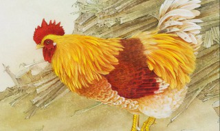 家里进鸡代表什么预兆（家里进鸡有什么预兆）