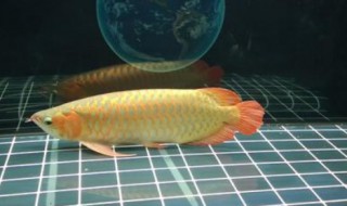 金龙鱼喂食什么最好 金龙鱼喂食什么最好养