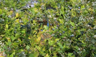 蓝莓用什么土壤种植好 蓝莓用什么土种植最好