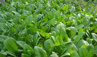 菠菜种植为什么要浸种 菠菜浸种多长时间