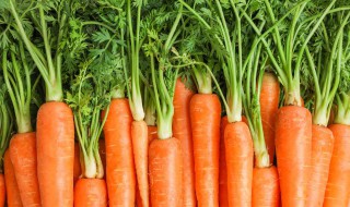 胡萝卜长白根了还能吃吗