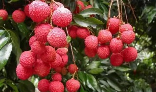 荔枝吃不完怎么保存（荔枝吃不完怎么保存可以放冷冻室嘛）