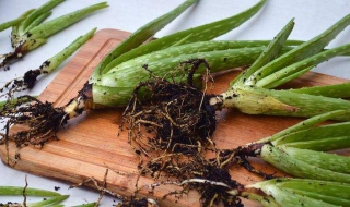 芦荟移栽注意事项（芦荟移栽注意事项和禁忌）