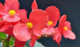 冬季室内适合养什么花（冬季室内适合养什么花最好）