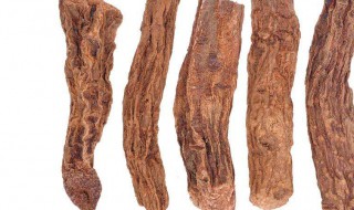 苁蓉是什么东西（苁蓉是什么东西图片大全）