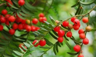 红豆杉适合室内养吗（红豆杉适不适合在室内养）