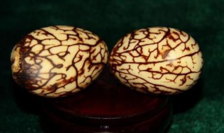 象牙果是什么东西 象牙果是什么东西?