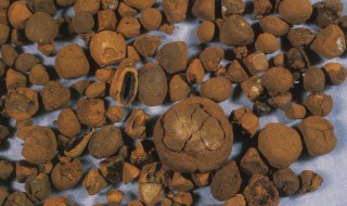 牛黄是什么东西（麝香是什么东西?）