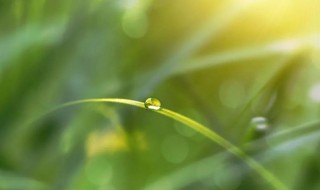 白露节气是几月份 什么时候是白露节气