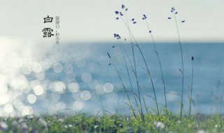 2020白露是几月几日（2020白露是几月几日几时几分）