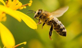蜜蜂最怕什么味道会跑（野蜜蜂最怕什么气味）