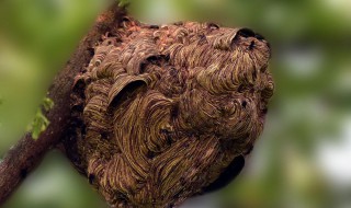 马蜂最简单的驱赶方法 马蜂最简单的驱赶方法灭火器