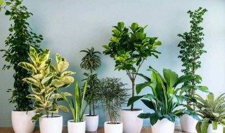 室内适合养什么花或植物 室内适合养什么花或植物呢