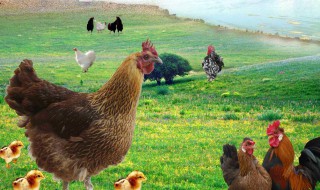 柴鸡养殖技术 柴鸡的养殖技术