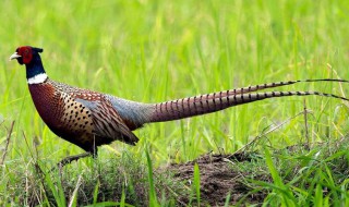 七彩山鸡养殖方法（七彩山鸡养殖方法和技术）