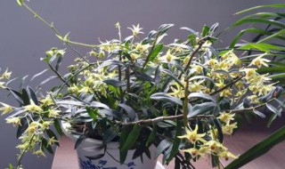 怎样盆栽石斛 怎样盆栽石斛?可以用泥土栽吗