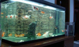 养金鱼有什么讲究吗（养金鱼有什么讲究吗养几条比较好）