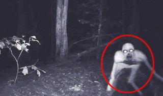 十大神秘生物（十大神秘生物未解之谜）