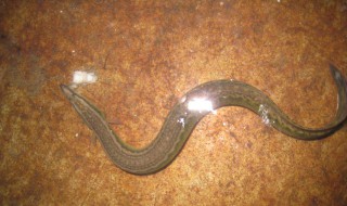 泥鳅怎么养（泥鳅怎么养的时间长）