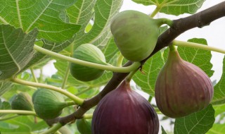 家种无花果树有讲究吗 家种无花果树好不好