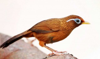 怎样饲养画眉鸟