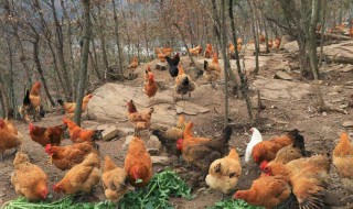 柴鸡的养殖方法 柴鸡的养殖方法和技术