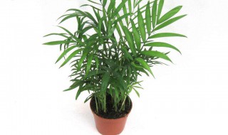 适合室内的植物 冬季适合室内的植物