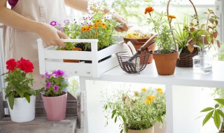 适合室内养的花 无毒适合室内养的花