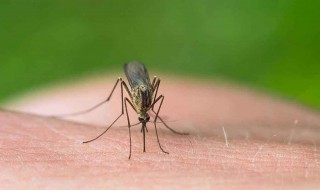 被蚊虫叮咬后奇痒怎么办 被蚊虫叮咬了特别痒怎么办