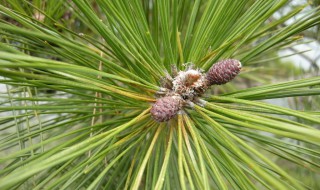 松树叶的作用 松树叶的作用与用途