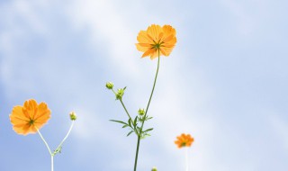 好听的外国名字大全（好听的外国名字大全五个字男）