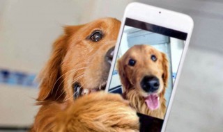 舔狗是什么意思是什么 舔狗,什么意思