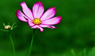 格桑花的祝福（格桑花的祝福舞蹈视频）