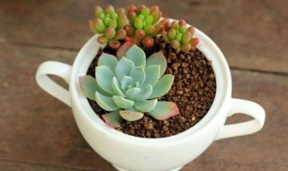 多肉怎么长得这么快（多肉长的快不）