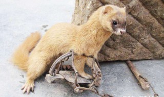 看见黄鼠狼有什么讲究（看见黄鼠狼有什么讲究没）