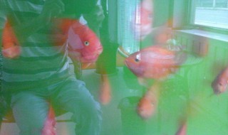 高锰酸钾给鱼消毒方法（高锰酸钾给鱼消毒方法有哪些）